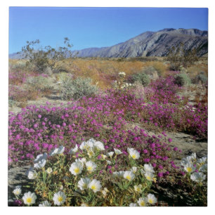 USA, Kalifornien, Anza-Borrego DSP. Dünner Abend Fliese