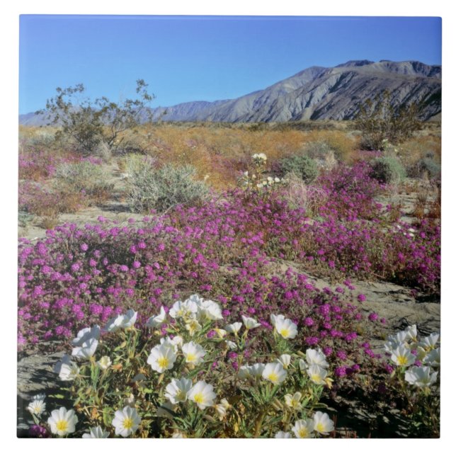 USA, Kalifornien, Anza-Borrego DSP. Dünner Abend Fliese (Vorderseite)