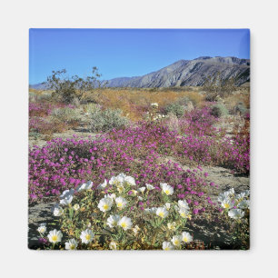 USA, Kalifornien, Anza-Borrego DSP. Dünner Abend Magnet