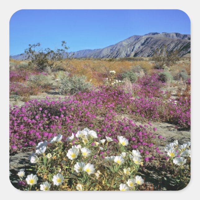 USA, Kalifornien, Anza-Borrego DSP. Dünner Abend Quadratischer Aufkleber (Vorderseite)