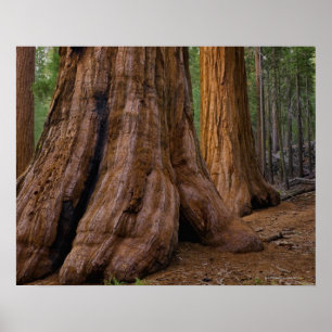 USA, Kalifornien, Baum des riesigen Mammutbaums Poster