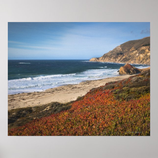 USA, Kalifornien, Big Sur, Rote Pflanze am Strand Poster (Vorne)