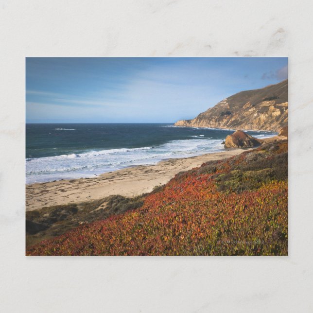 USA, Kalifornien, Big Sur, Rote Pflanze am Strand Postkarte (Vorderseite)
