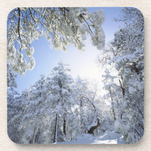 USA, Kalifornien, Cleveland National Forest, Untersetzer