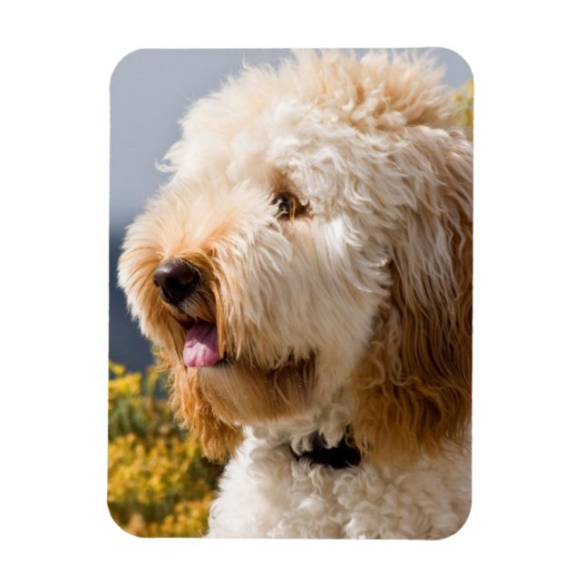 USA, Kalifornien. Darstellung von Labradoodle 3 Magnet (Vertikal)