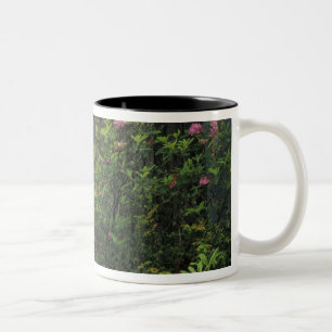USA, Kalifornien, Del Norte, Redwoods St. Park, Zweifarbige Tasse