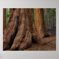 USA, Kalifornien, Giant Sequoia tree