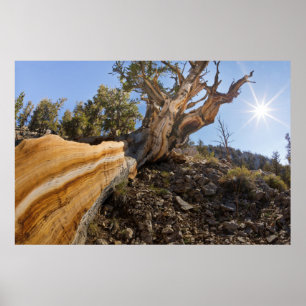 USA, Kalifornien, Inyo National Forest 13 Poster