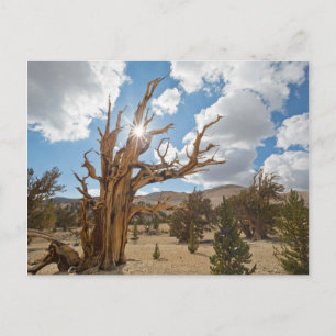 USA, Kalifornien, Inyo National Forest 6 Postkarte