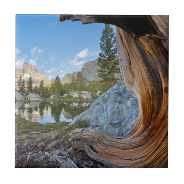 USA, Kalifornien, Inyo National Forest. Alte Kiefe Fliese (Vorderseite)