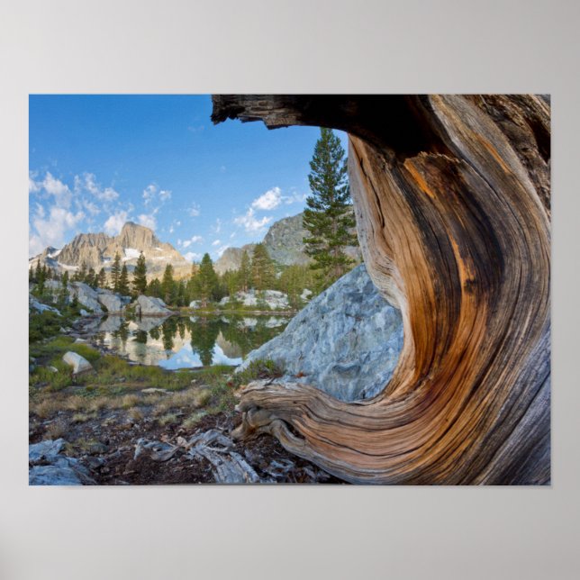 USA, Kalifornien, Inyo National Forest. Alte Kiefe Poster (Vorne)