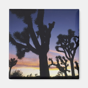 USA, Kalifornien, Joshua Tree National Park, Magnet