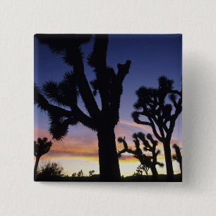 USA, Kalifornien, Joshua-Tree-Nationalpark, Button