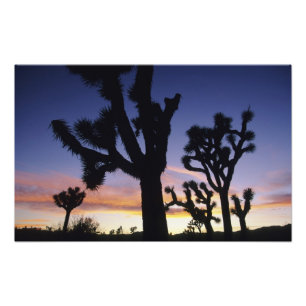 USA, Kalifornien, Joshua-Tree-Nationalpark, Fotodruck