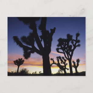 USA, Kalifornien, Joshua Tree Nationalpark, Postkarte