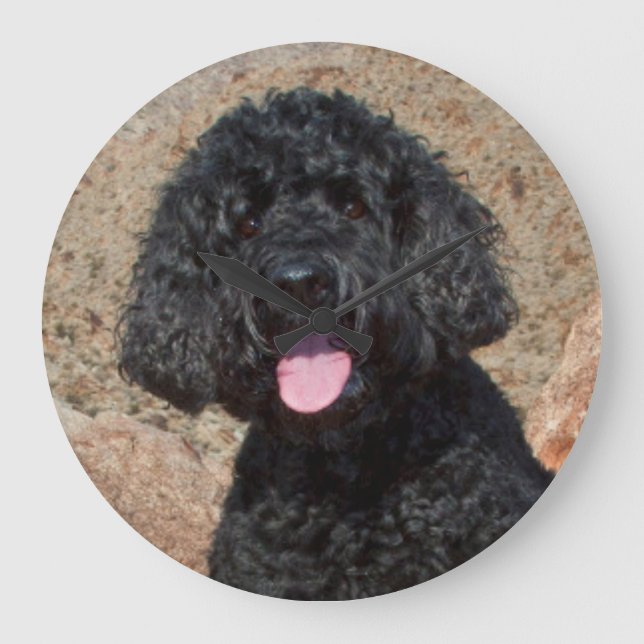 USA, Kalifornien. Labradoodle Sitting Große Wanduhr (Vorderseite)