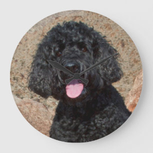 USA, Kalifornien. Labradoodle sitzt Große Wanduhr