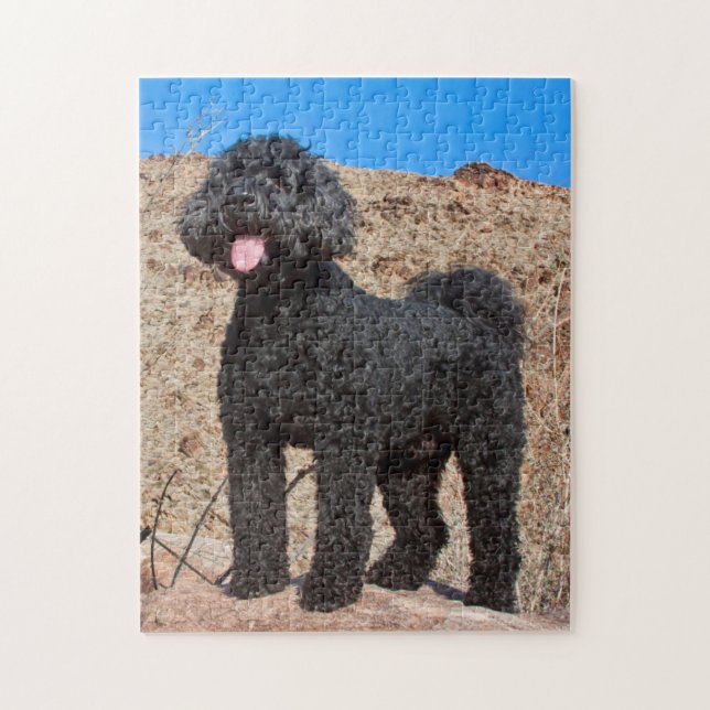 USA, Kalifornien. Labradoodle Stehend (Vertikal)