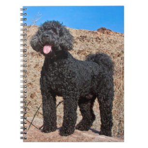 USA, Kalifornien. Labradoodle Stehend Notizblock