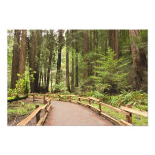 USA, Kalifornien, Marin County, Muir Woods Fotodruck