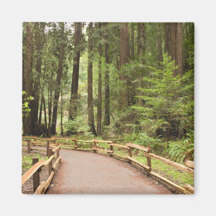 USA, Kalifornien, Marin County, Muir Woods Magnet