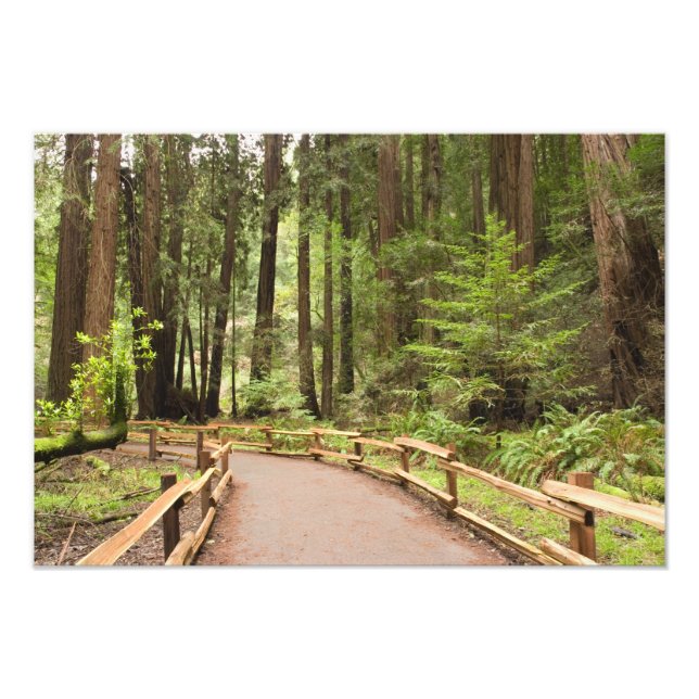 USA, Kalifornien, Marin Landkreis, Muir Woods Fotodruck (Vorne)