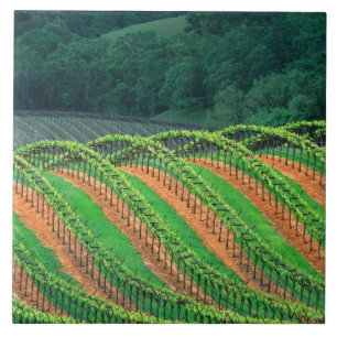 USA, Kalifornien, Mendocino County, ein spalierför Fliese