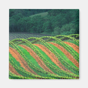 USA, Kalifornien, Mendocino County, ein spalierför Magnet