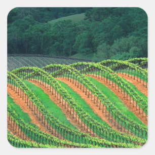 USA, Kalifornien, Mendocino County, ein spalierför Quadratischer Aufkleber