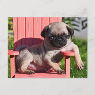USA, Kalifornien. Mops-Welpe lümmelt Postkarte