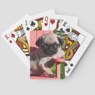 USA, Kalifornien. Mops-Welpe lümmelt Spielkarten