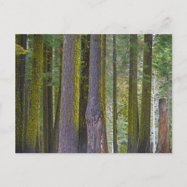 USA, Kalifornien. Moss Covered Tree Trunks Postkarte (Vorderseite)