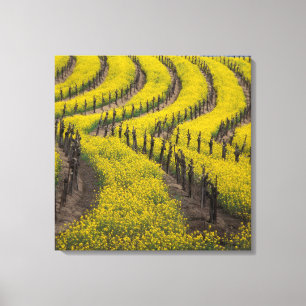 USA, Kalifornien, Napa Valley, Los Carneros Ava. Leinwanddruck