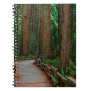 USA, Kalifornien. Pfad unter Redwood in Muir Notizblock