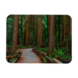 USA, Kalifornien. Pfad zwischen Redwood in Muir Magnet