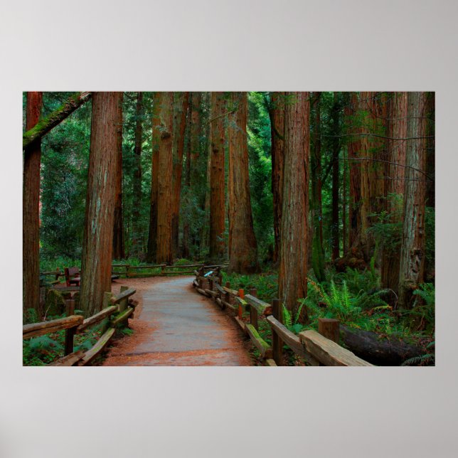 USA, Kalifornien. Pfad zwischen Redwood in Muir Poster (Vorne)