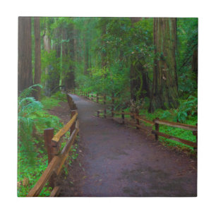 USA, Kalifornien. Pfad zwischen Redwoods Fliese
