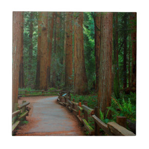 USA, Kalifornien. Pfad zwischen Redwoods in Muir Fliese