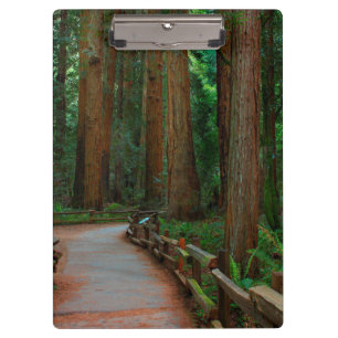 USA, Kalifornien. Pfad zwischen Redwoods in Muir Klemmbrett