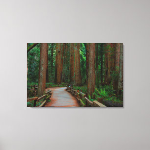 USA, Kalifornien. Pfad zwischen Redwoods in Muir Leinwanddruck