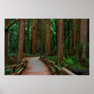 USA, Kalifornien. Pfad zwischen Redwoods in Muir Poster