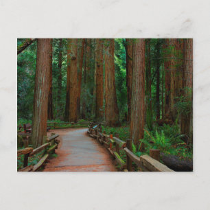 USA, Kalifornien. Pfad zwischen Redwoods in Muir Postkarte