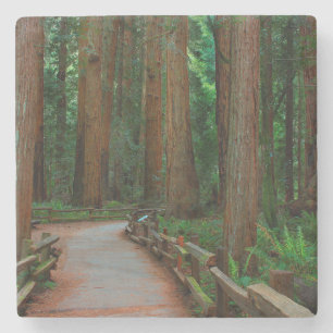USA, Kalifornien. Pfad zwischen Redwoods in Muir Steinuntersetzer