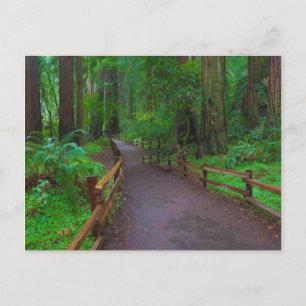 USA, Kalifornien. Pfad zwischen Redwoods Postkarte