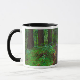USA, Kalifornien. Pfad zwischen Redwoods Tasse