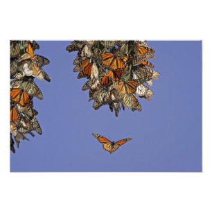 USA, Kalifornien, Pismo Beach. Monarch Fotodruck