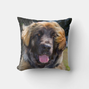 USA, Kalifornien. Portrait von Leonberger sitzend Kissen