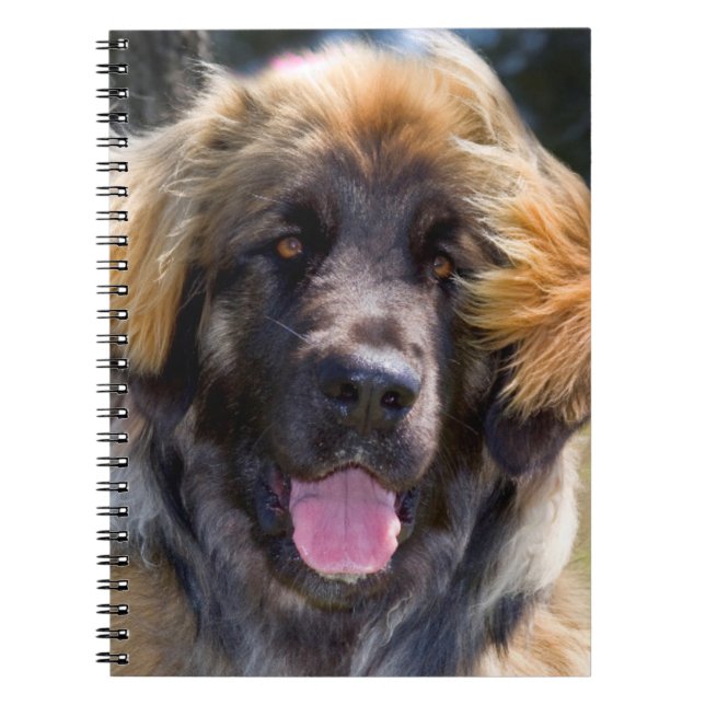 USA, Kalifornien. Portrait von Leonberger sitzend Notizblock (Vorderseite)