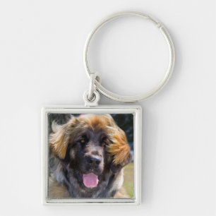 USA, Kalifornien. Portrait von Leonberger sitzend Schlüsselanhänger