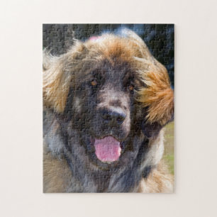 USA, Kalifornien. Porträt eines sitzenden Leonberg